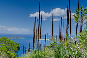 Xanthorrhoea, Myall Lakes National Park