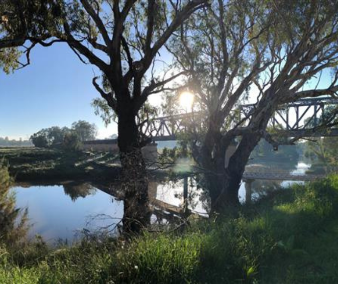 A serene bridge over a river surrounded by lush trees and green grass in Macquarie River, Dubbo