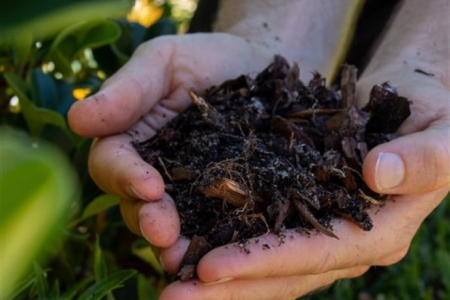 Hands holding compost, surrounded by greenery.