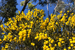 Wattle in bloom, western Pilliga