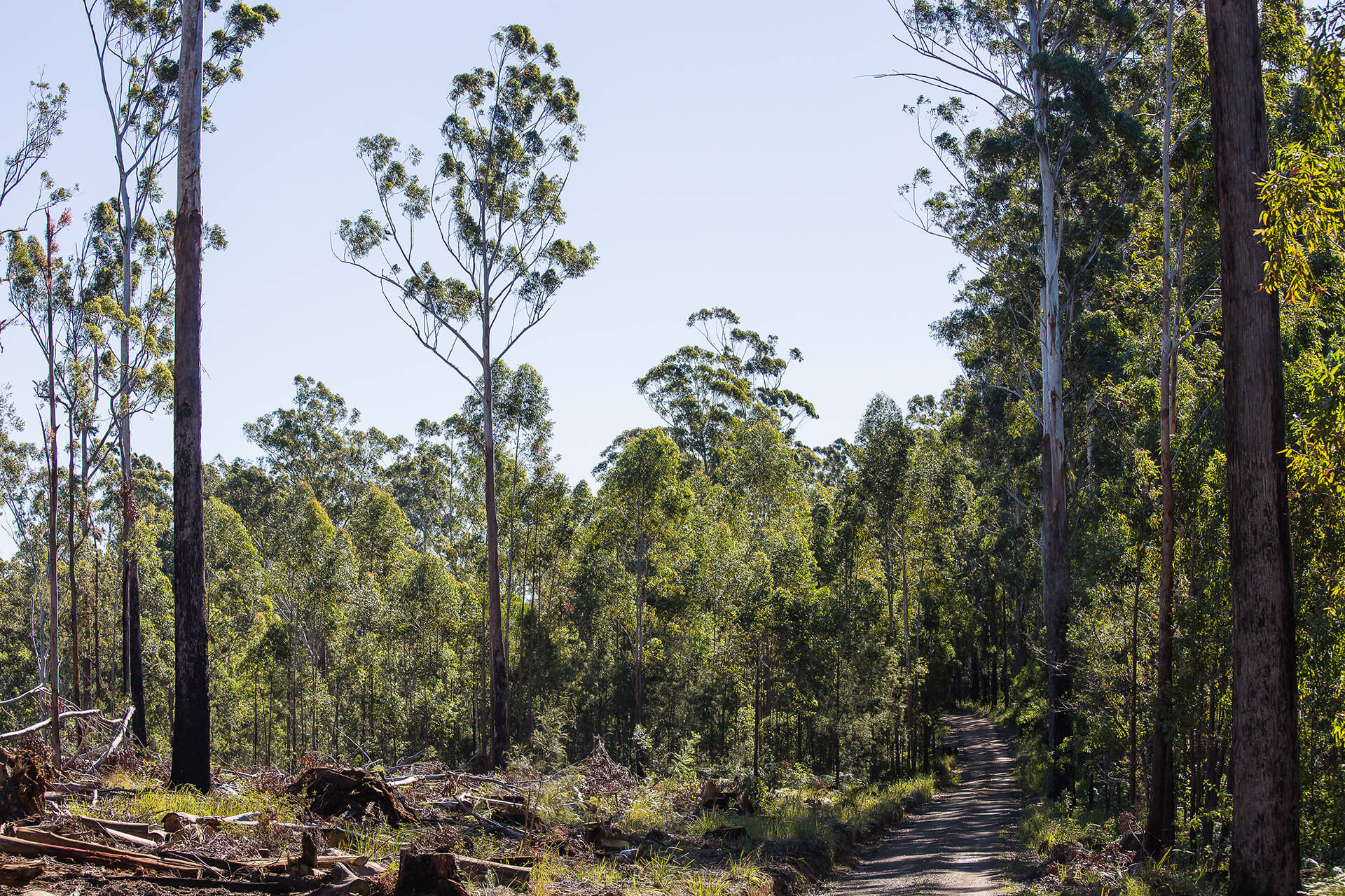 Cleared land in Coopernook State Forest