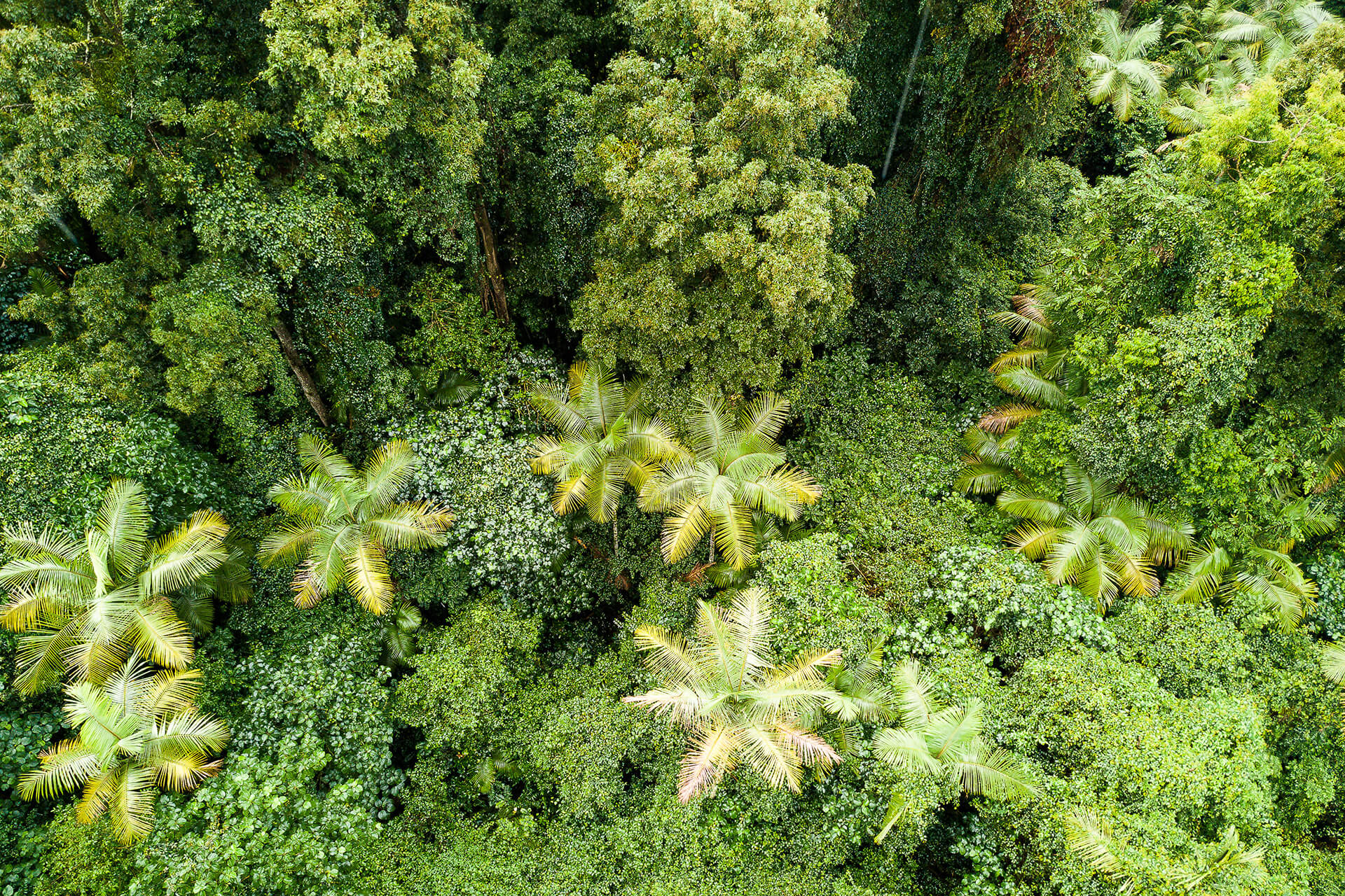 Aerial photo, Coopernook State Forest