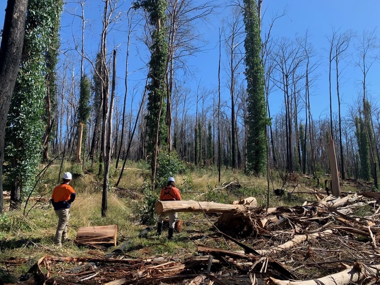 EPA officers inspecting forest after bushfire