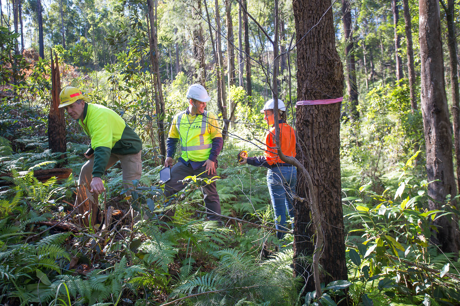 EPA officers with forestry worker, investigating a forest