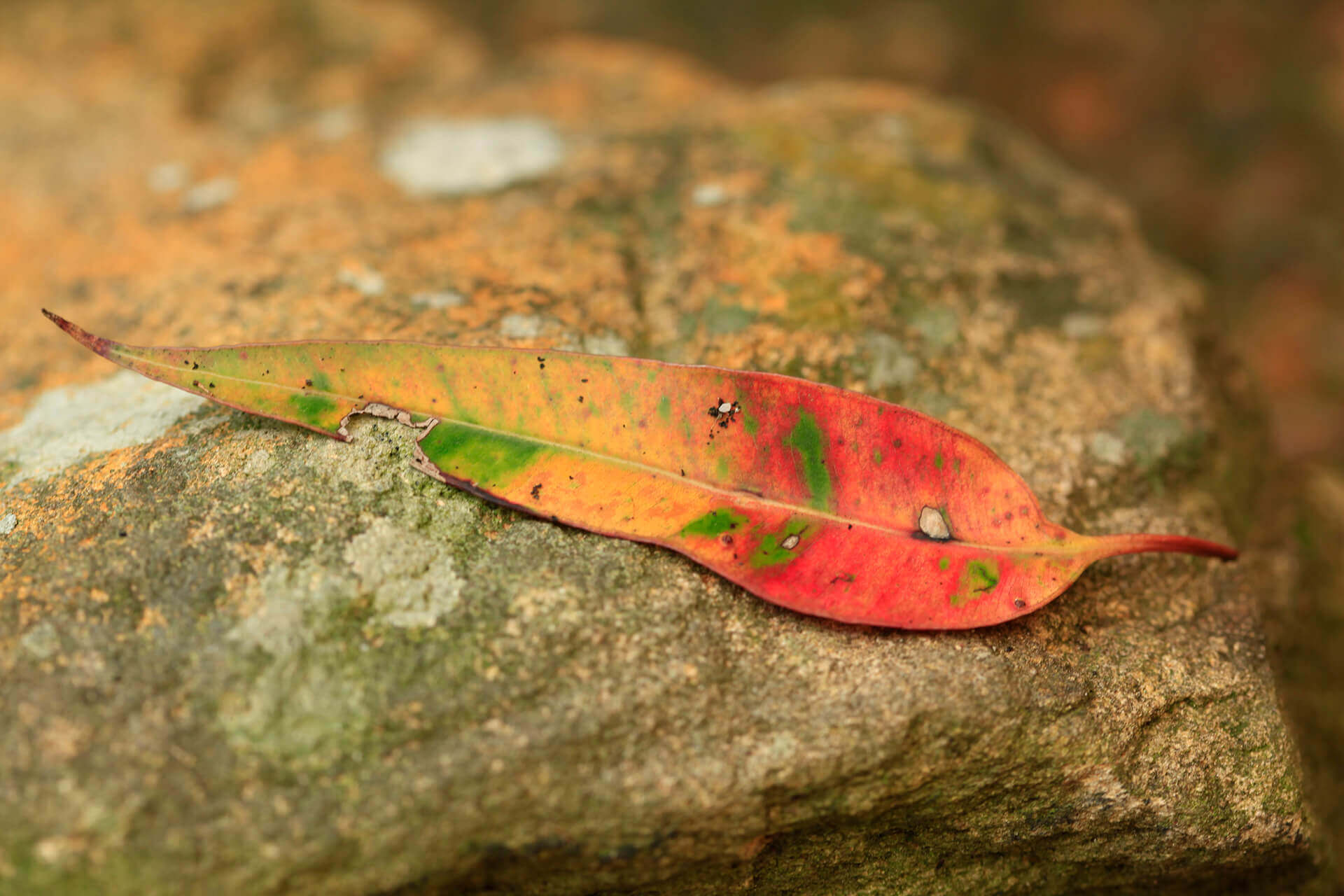 Gum leaf on rock