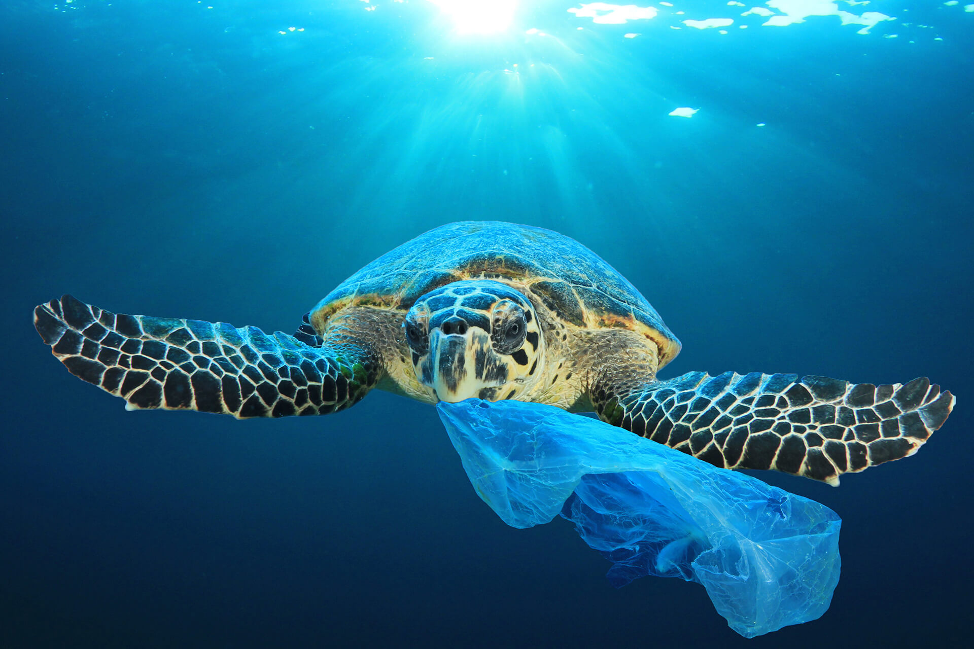 Turtle with single-use plastic bag in its mouth