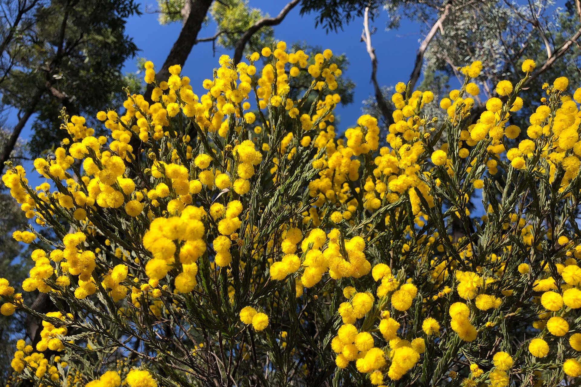 Wattle in bloom, western Pilliga