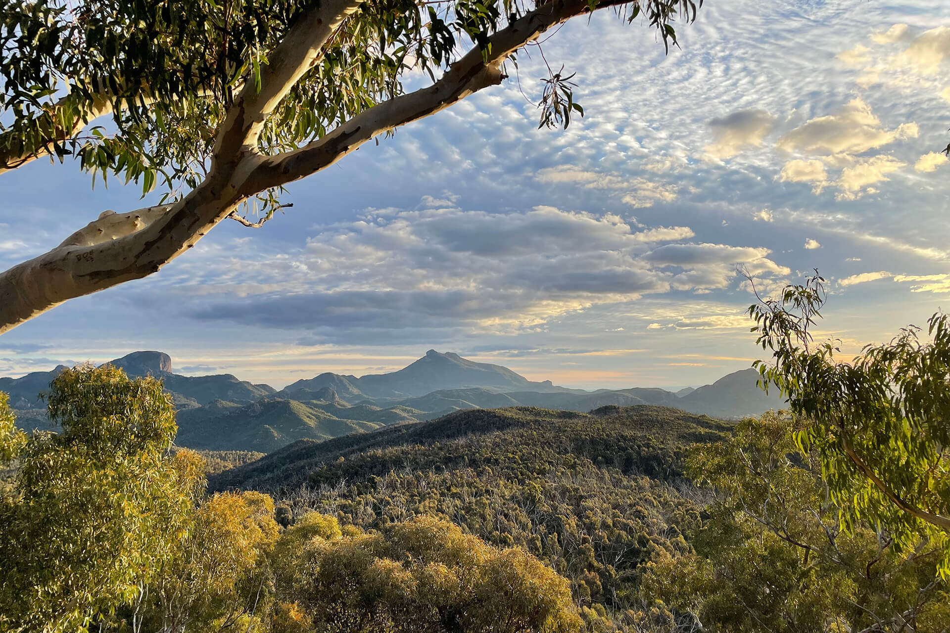 Afternoon light in the bush