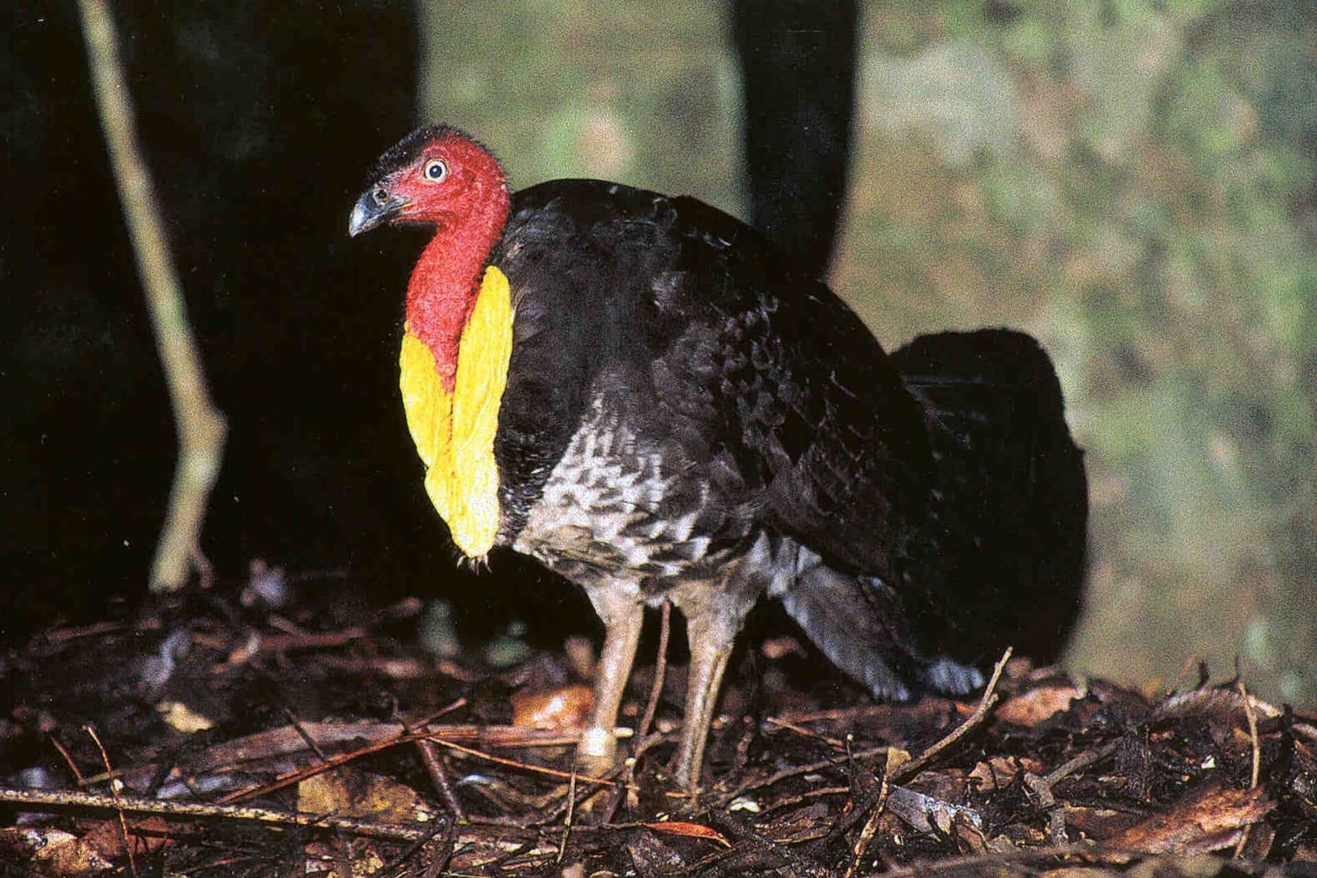 Brush turkey (Alectura lathami)