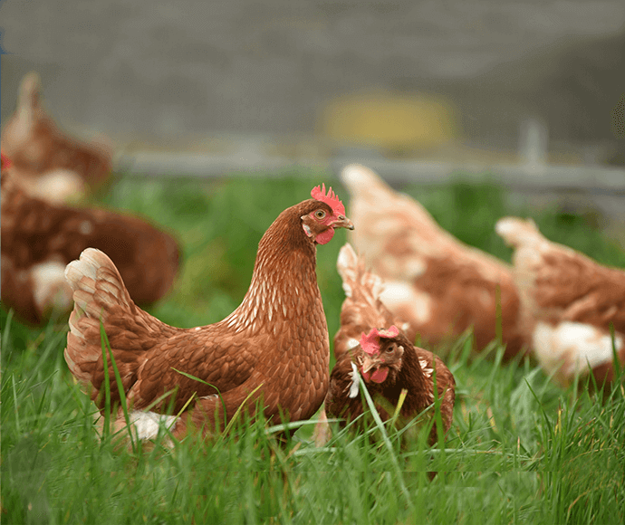 Free-range ISA brown chickens in paddock