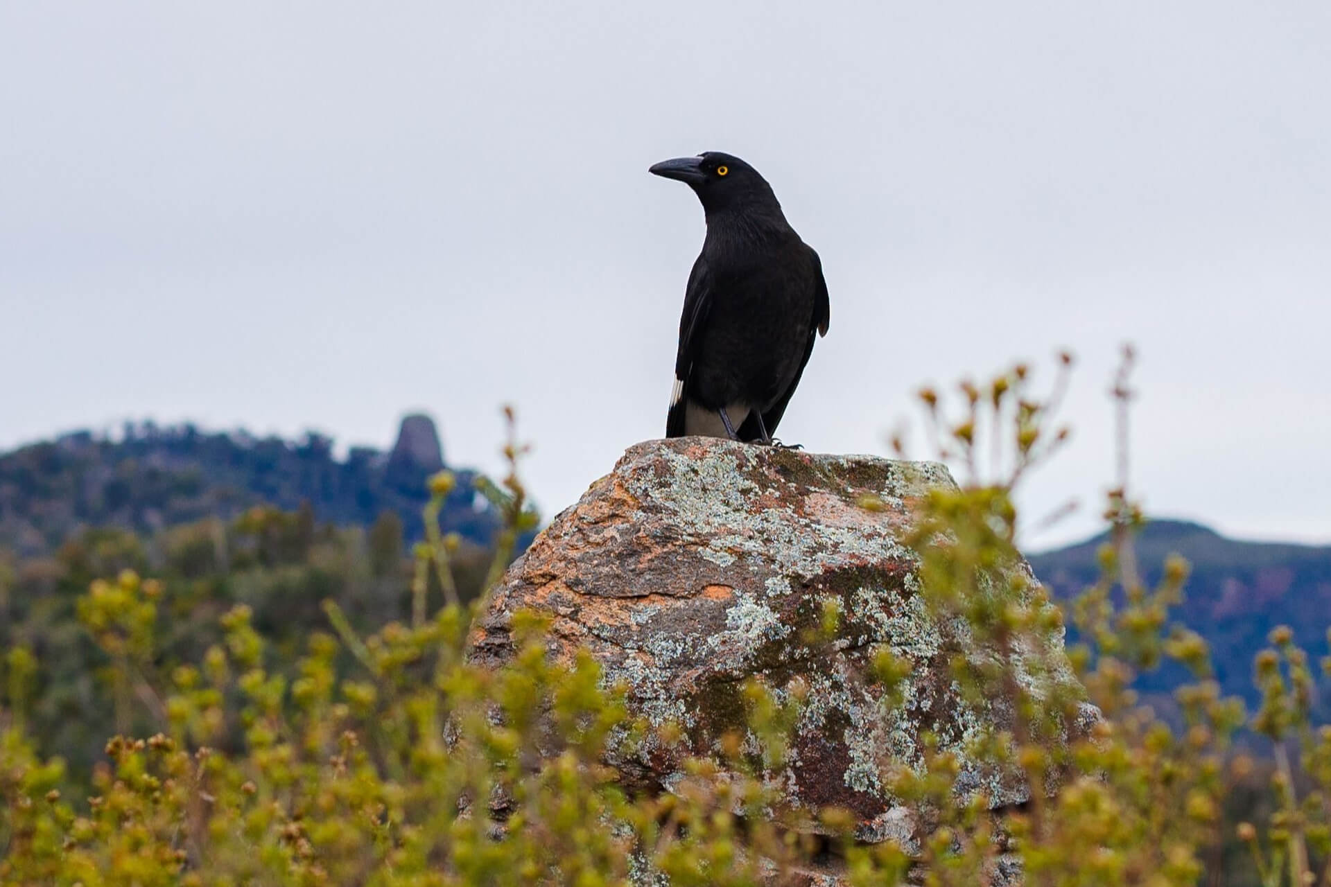 Currawong on a rock