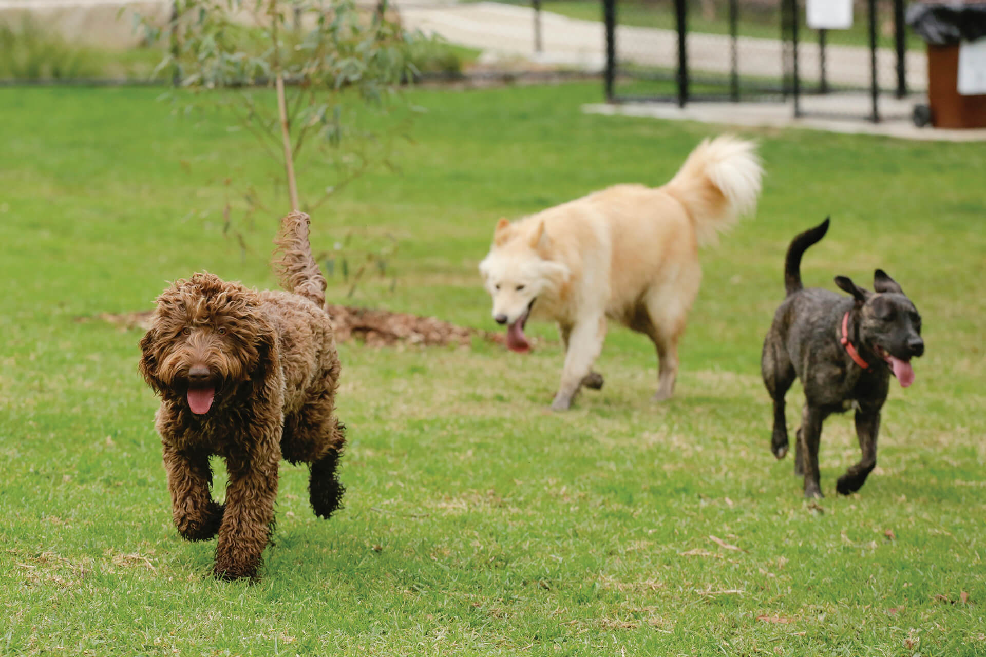 Three dogs in an off-leash dog park