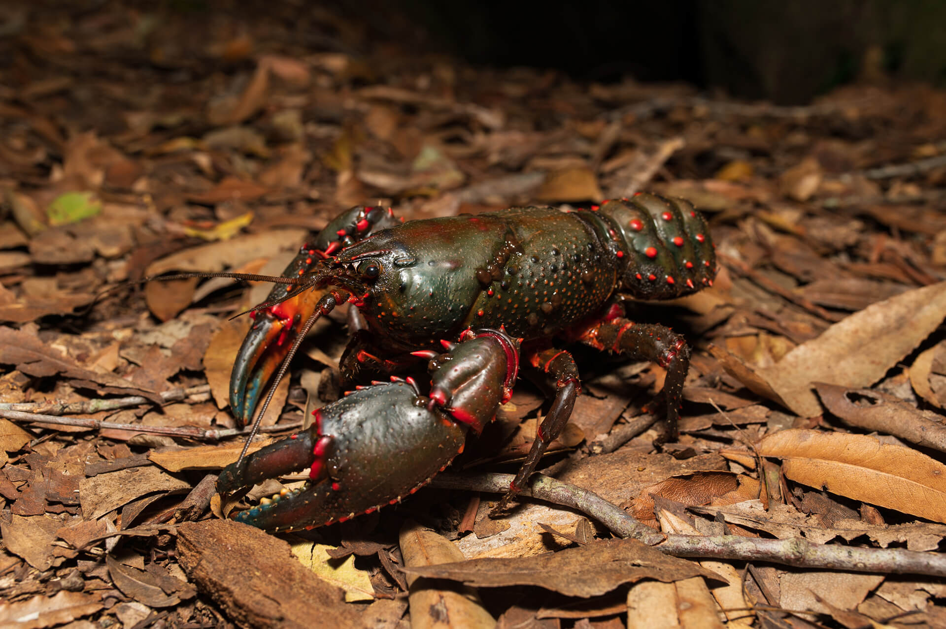 Giant spiny crayfish (Euastacus spinifer)