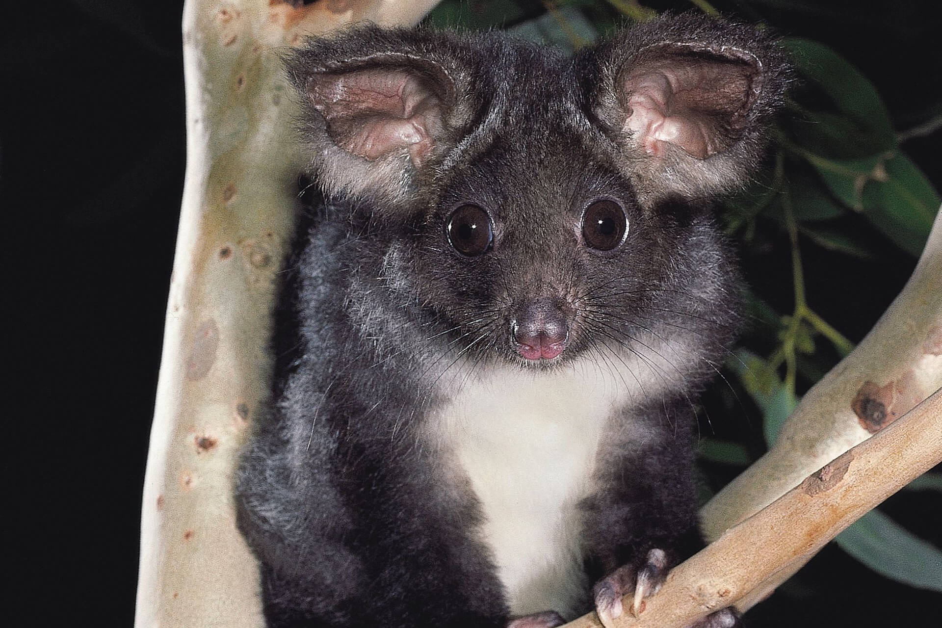 Greater glider (Petauroides volans)