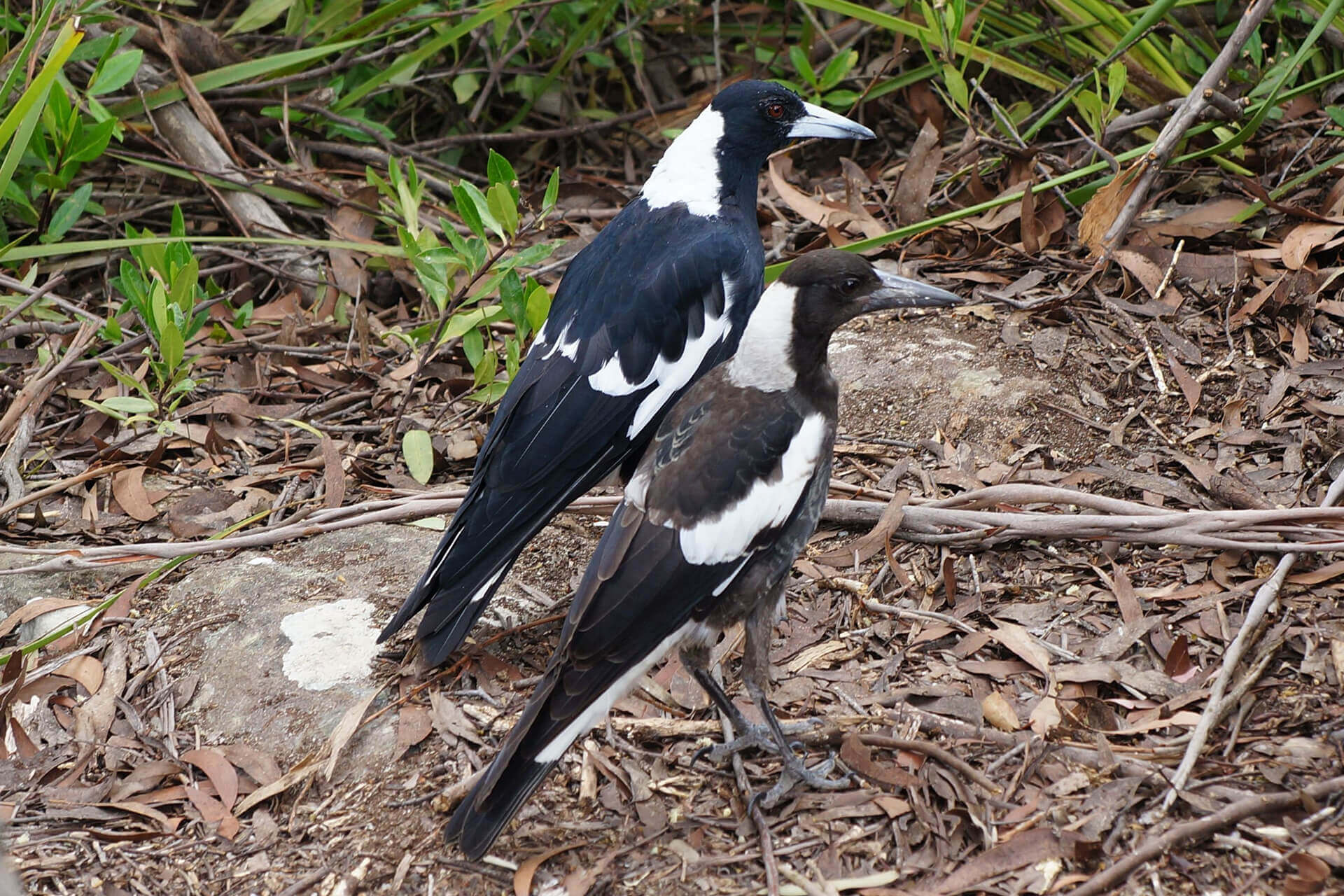 Magpie and juvenile