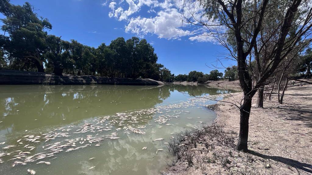 Dead fish floating in the Darling-Baaka River near Menindee