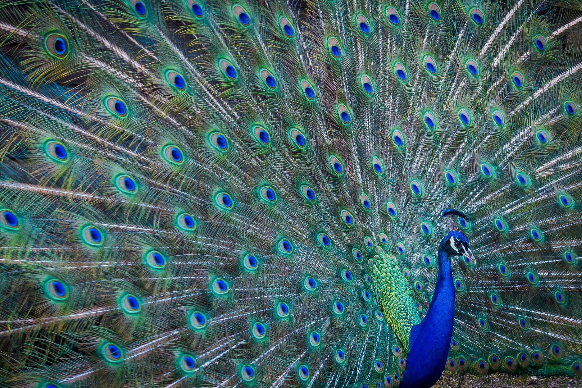 Blue peacock with green and blue colourful feathers on full display