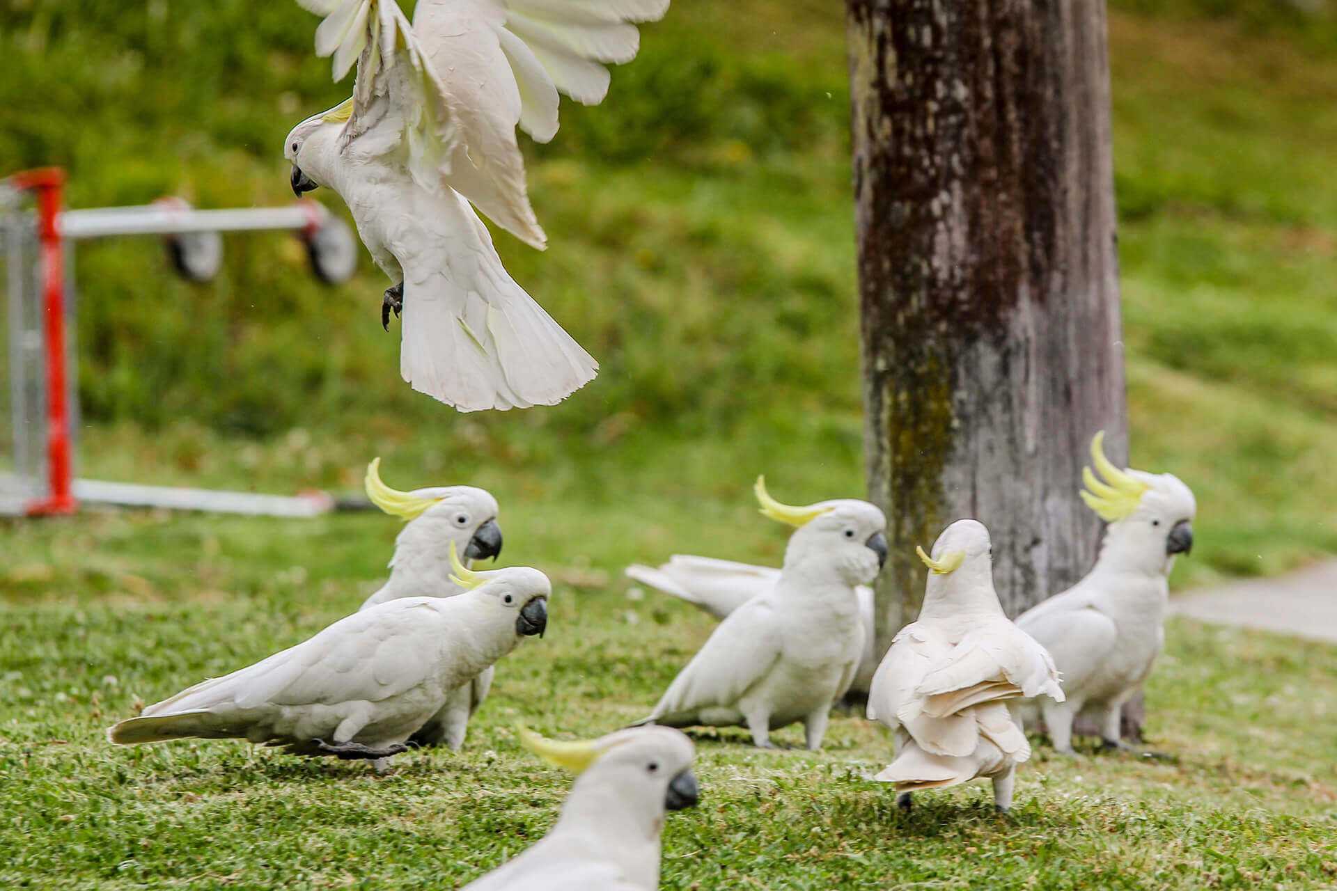 Flock of sulphur-crested cockatoos (Cacatua galerita) with shopping trolley in the background