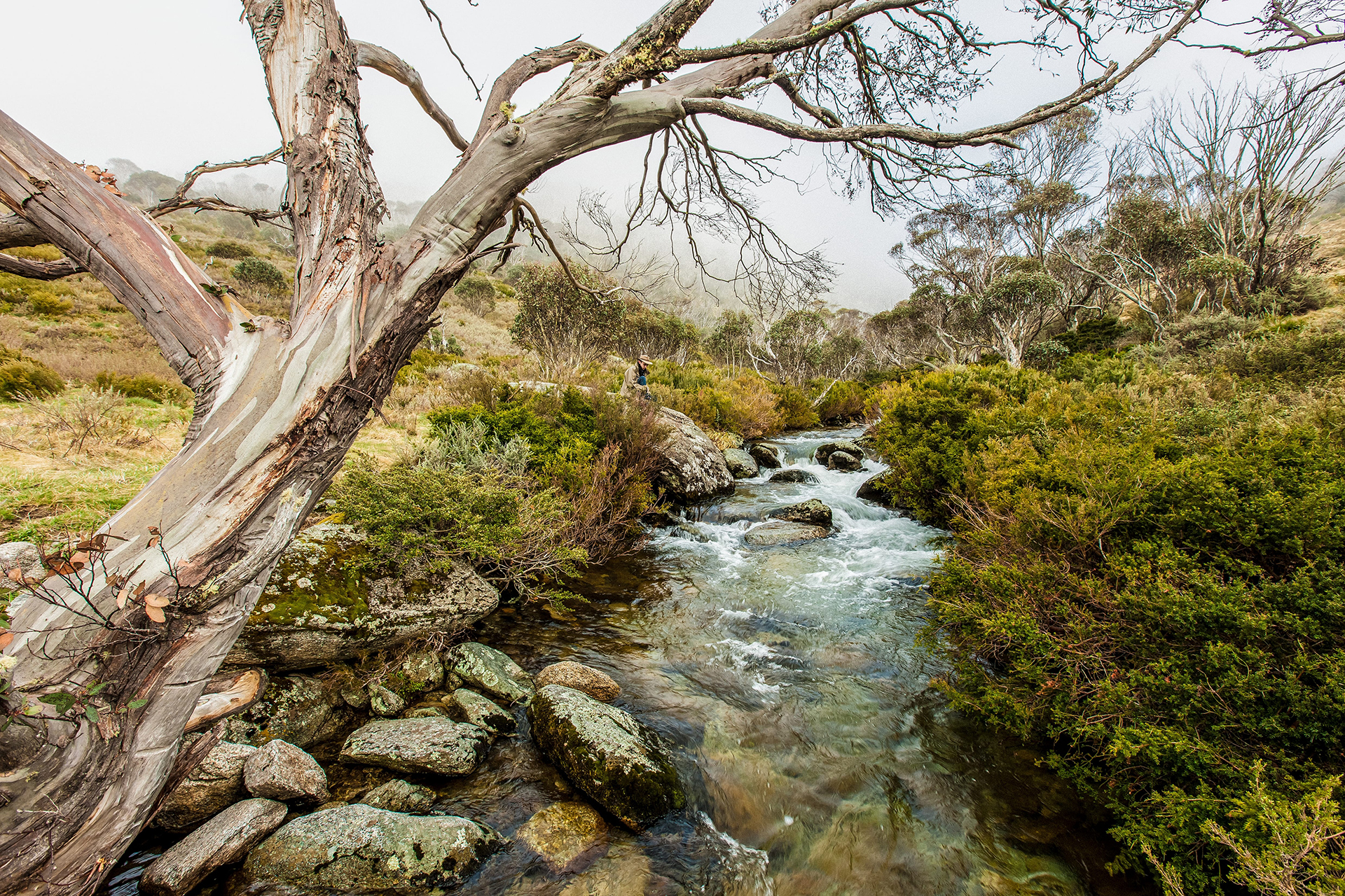 Snow gum overhanging Thredbo River, along the Dead Horse Gap track