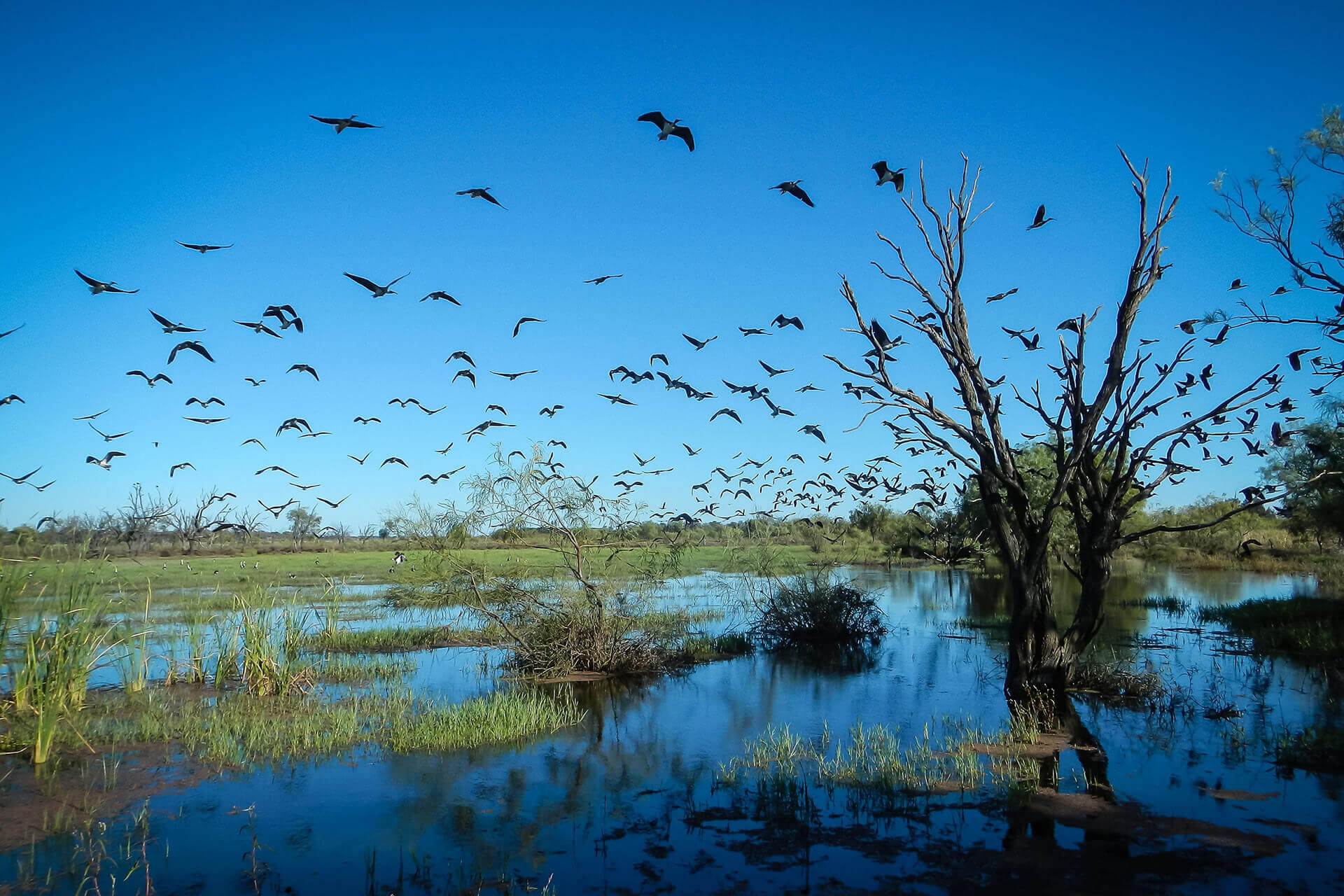 Young Ibis on the wing, Gwydir Wetlands, Northern NSW