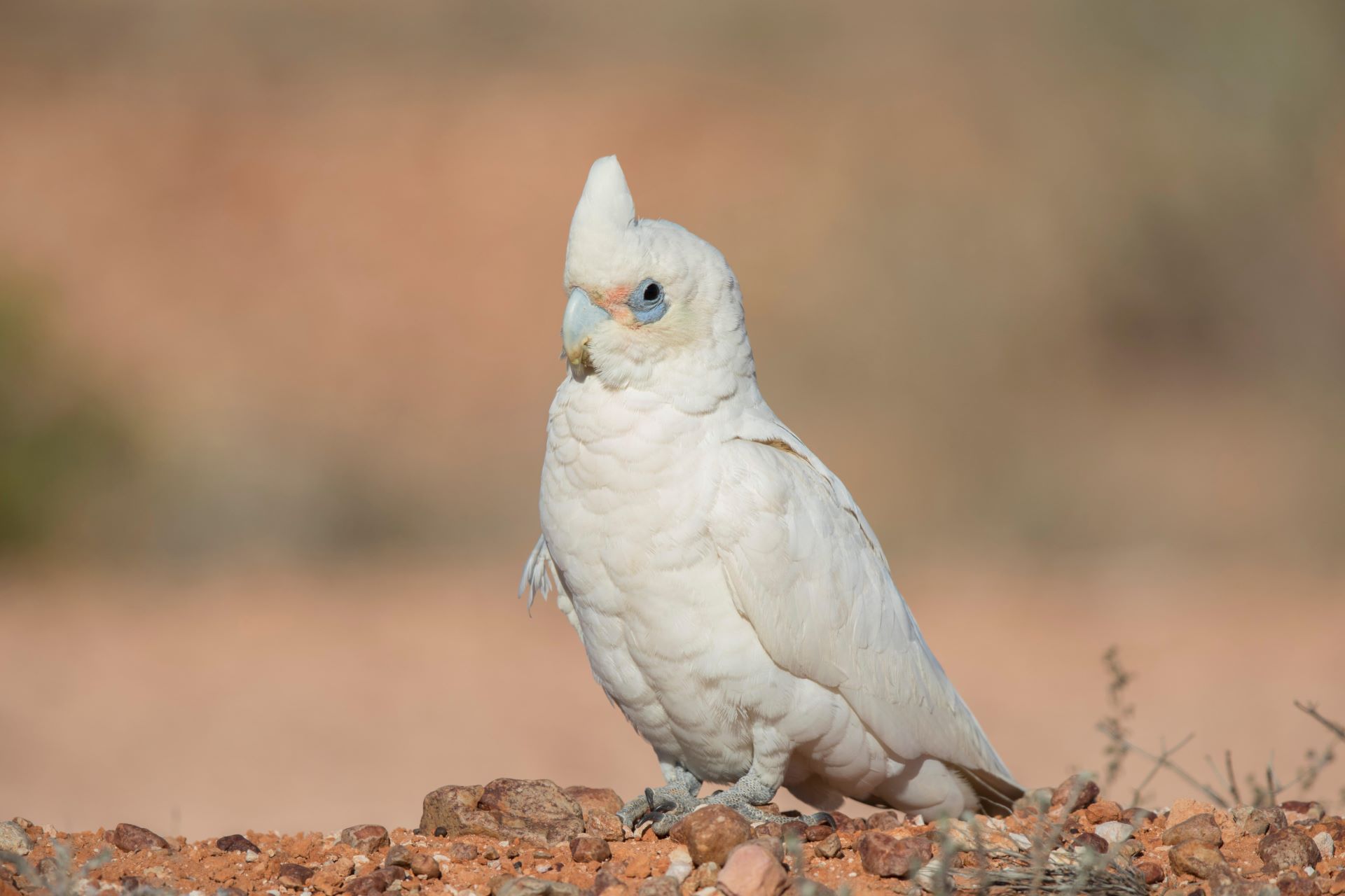 Little corella bird