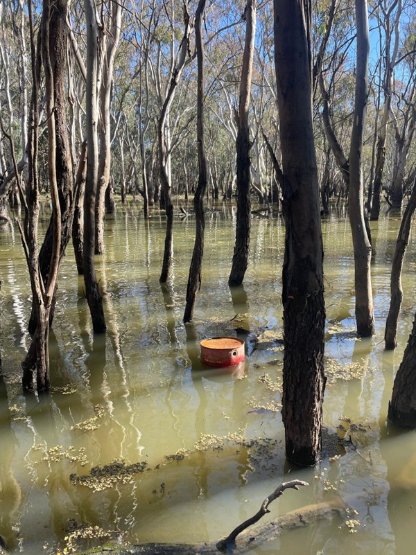 44 gallon drums in flood waters