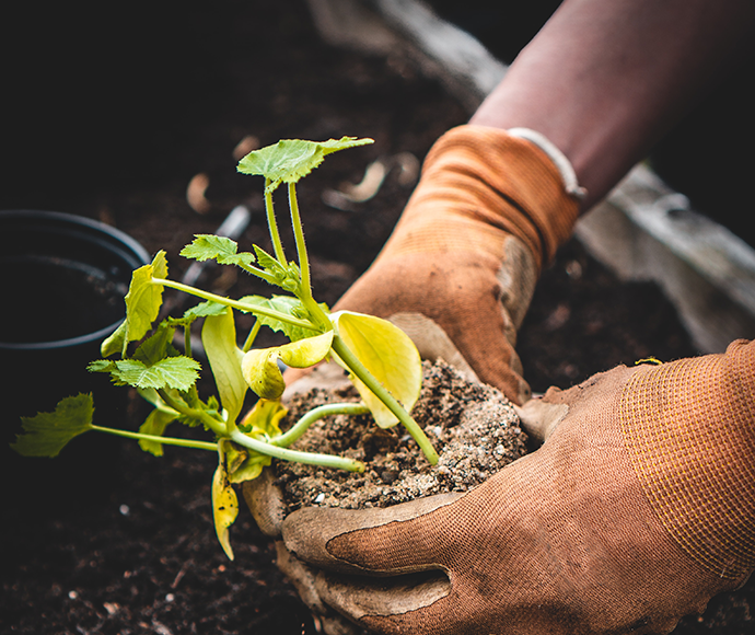 Two hands holding a pot plant with the soil and roots showing