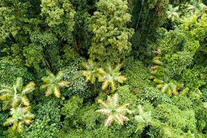 Aerial of Coopernook State Forest