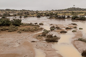 Flooded landscape near Tibooburra, NSW