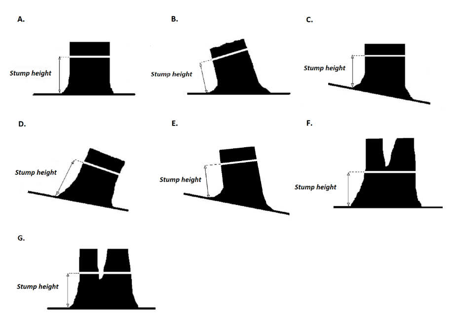 Standard points of stump height measurement. Note: white line indicates the correct position of the diameter tape